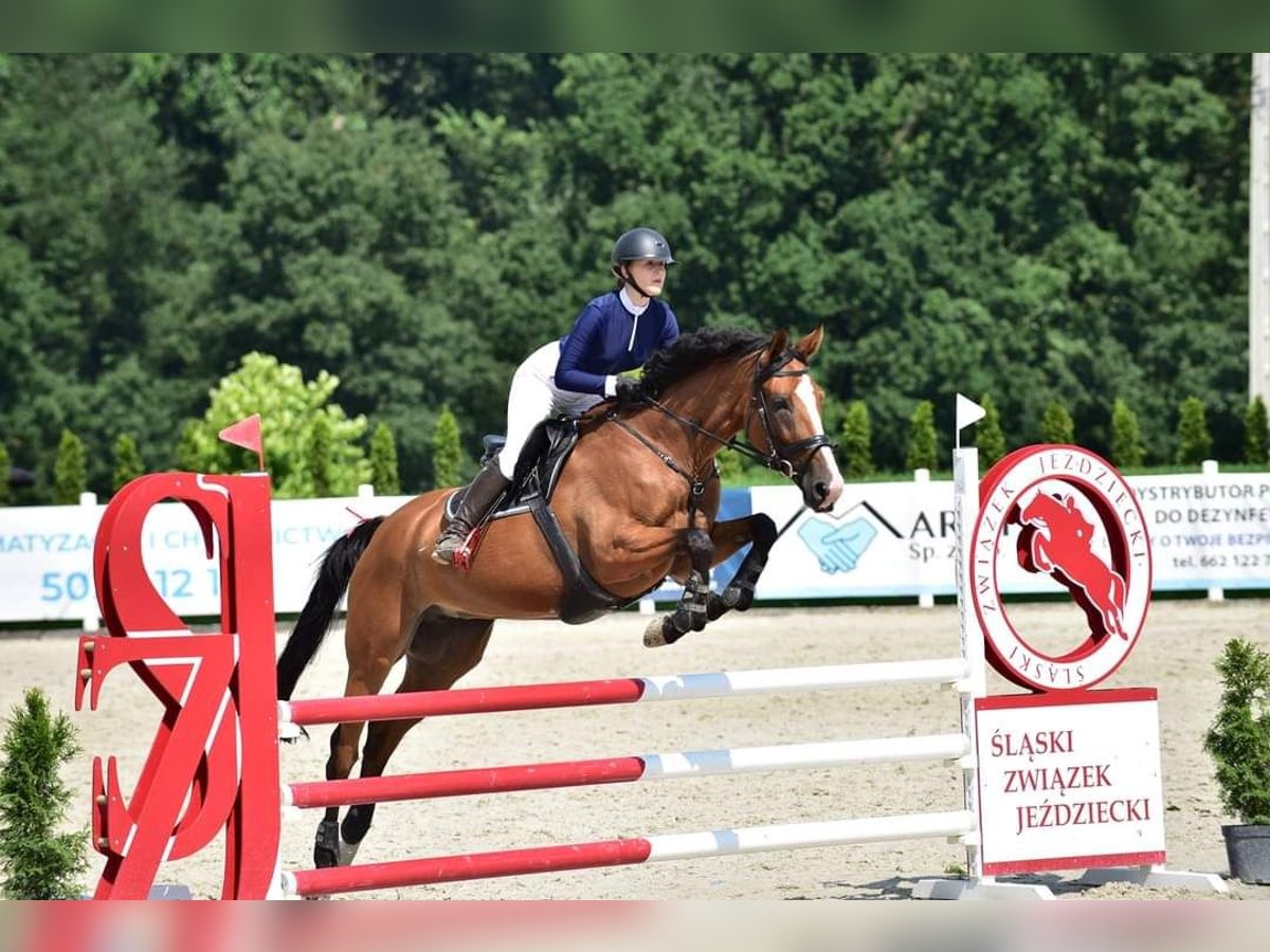 Polish Halfbred Mare 12 years 16,2 hh Chestnut-Red in Zawiercie