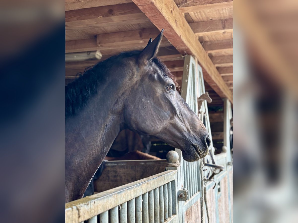 Polish Halfbred Mare 12 years 16,1 hh Bay-Dark in Schwalmtal