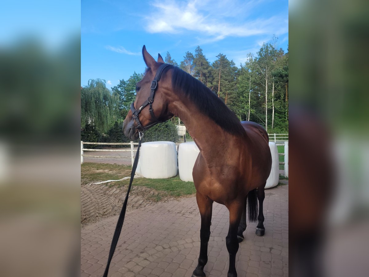 Polish Halfbred Mare 12 years 16,1 hh Brown in Jan&#xF3;w Lubelski