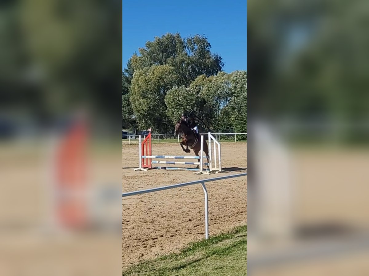 Polish Halfbred Mare 12 years 16,1 hh Brown in Jan&#xF3;w Lubelski