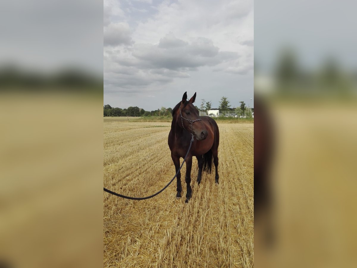 Polish Halfbred Mare 13 years 15,3 hh Bay-Dark in Havixbeck