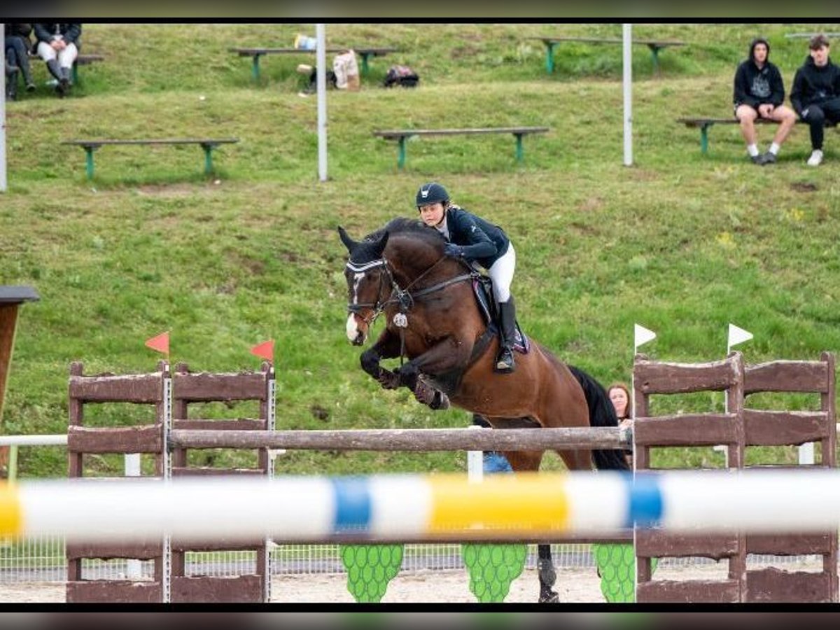 Polish Halfbred Mare 13 years 16,3 hh Brown in Zielona Góra