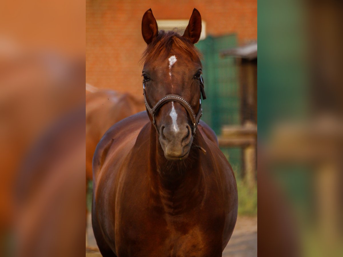 Polish Halfbred Mare 13 years 16 hh Chestnut in Borken