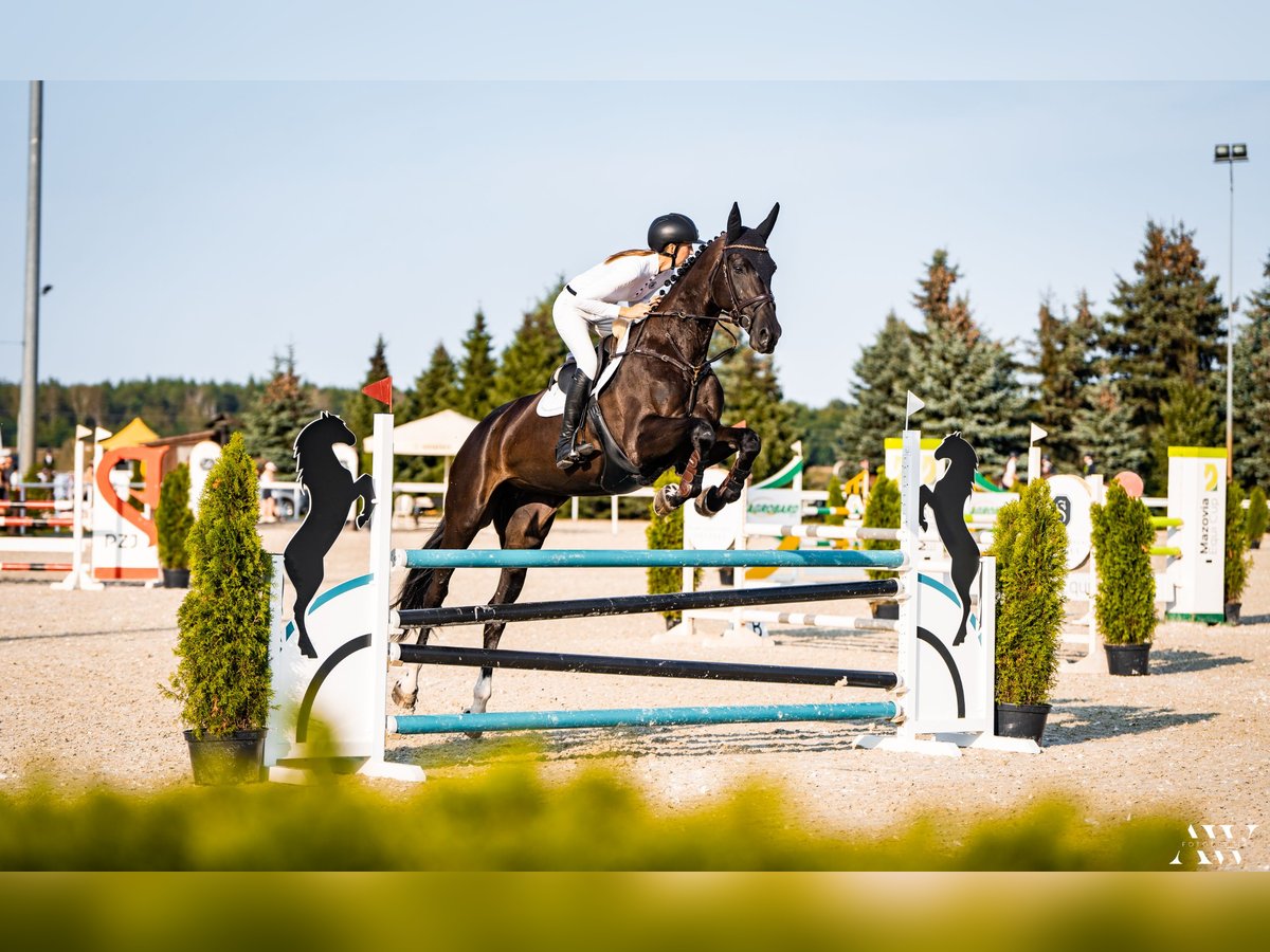 Polish Halfbred Mare 13 years 17,2 hh Smoky-Black in Łoś