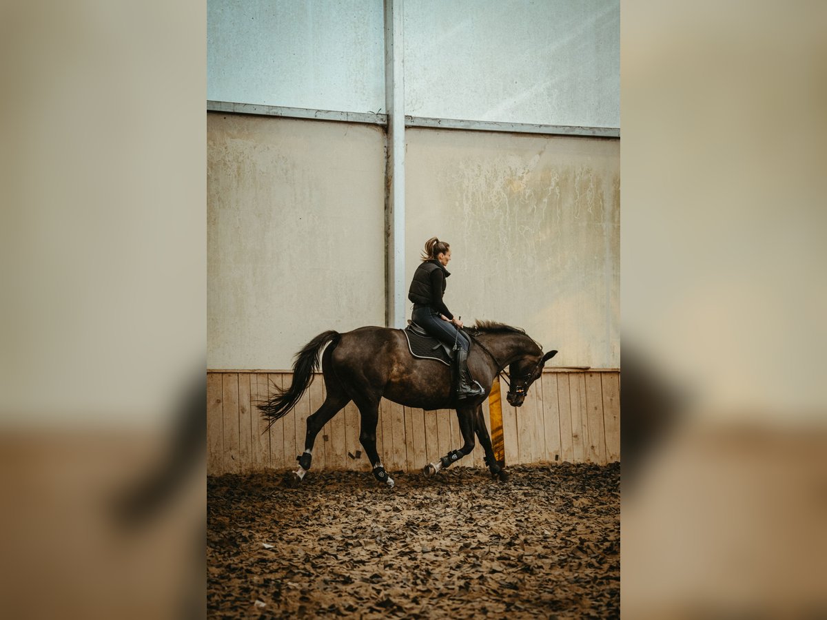 Polish Halfbred Mare 14 years 16,1 hh Bay in Gi&#x17C;ycko