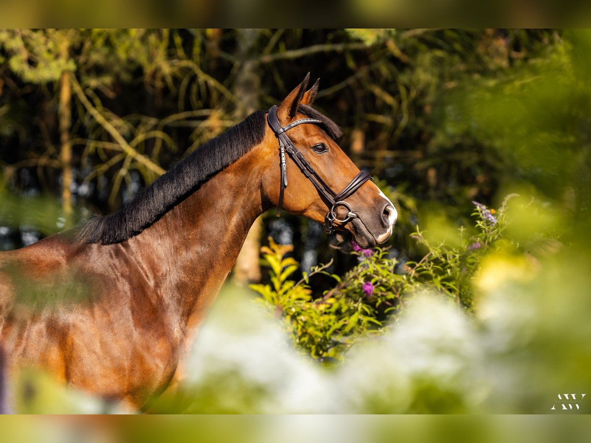 Polish Halfbred Mare 15 years 15,2 hh Brown in Mied&#x17A;no