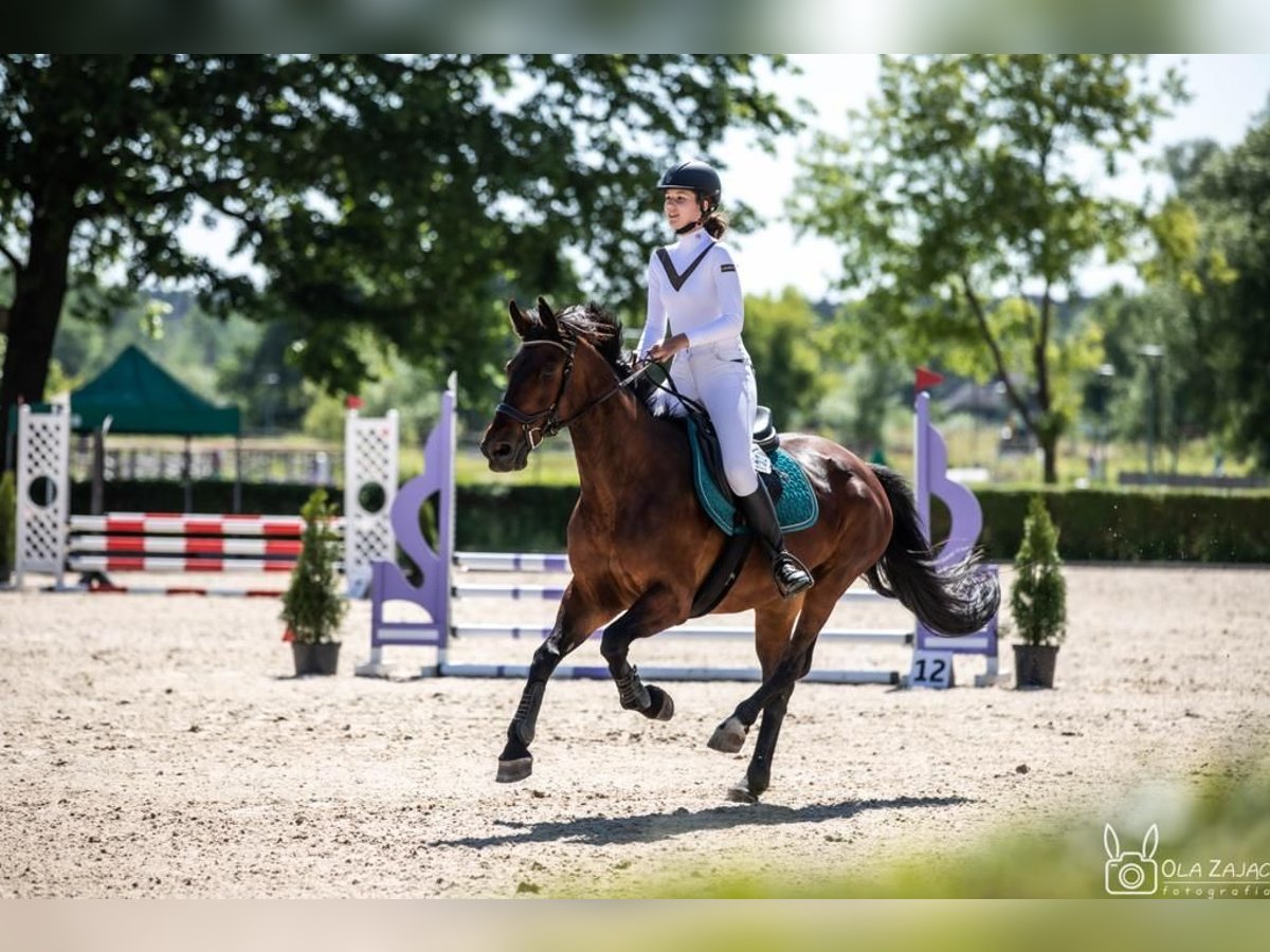 Polish Halfbred Mare 15 years 16 hh Bay in Stanisław Dolny