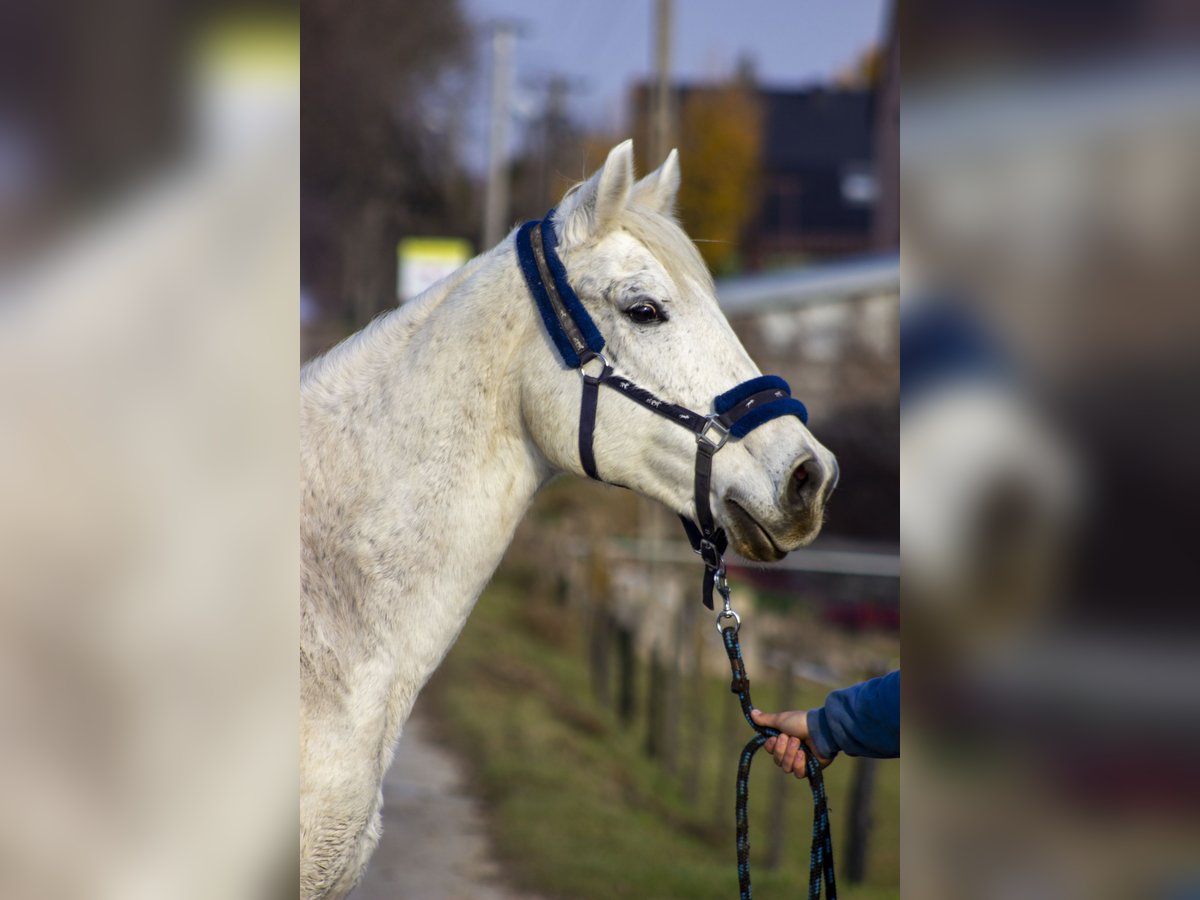 Polish Halfbred Mare 17 years 15,2 hh Gray in Michałów