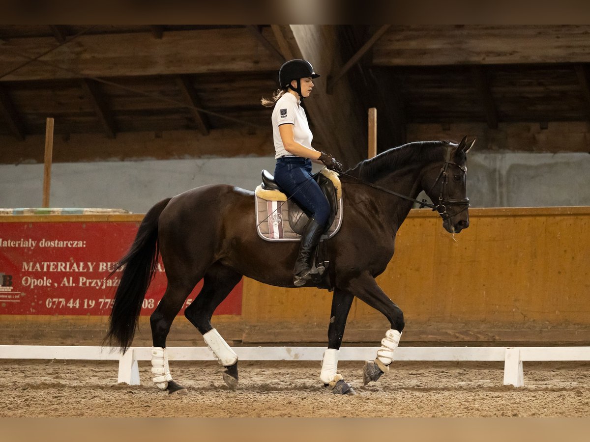 Polish Halfbred Mare 17 years 16 hh Black in Kluczbork