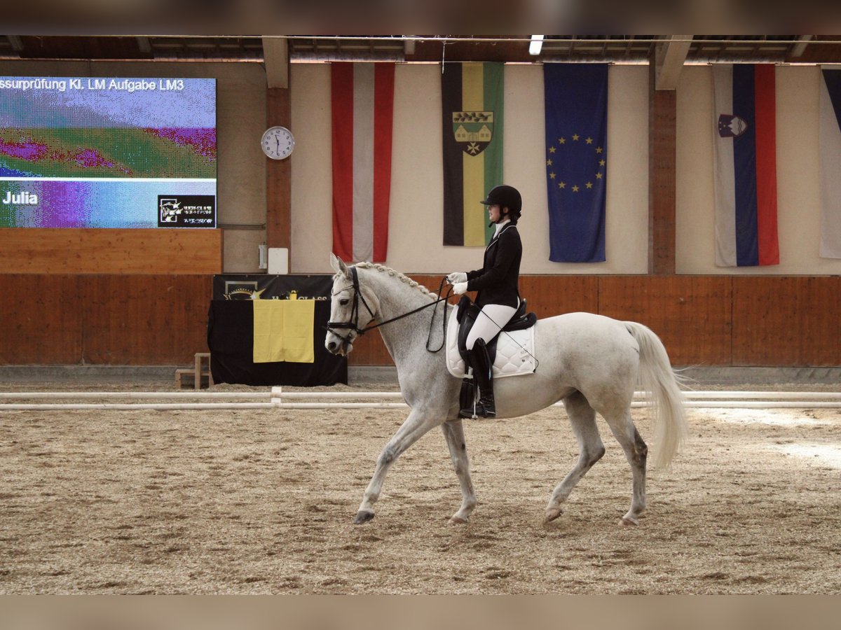 Polish Halfbred Mare 17 years 16,1 hh Grey in Kapfenberg