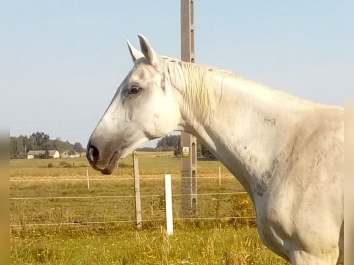Polish Halfbred Mare 17 years 16,2 hh Gray in Kałuszyn