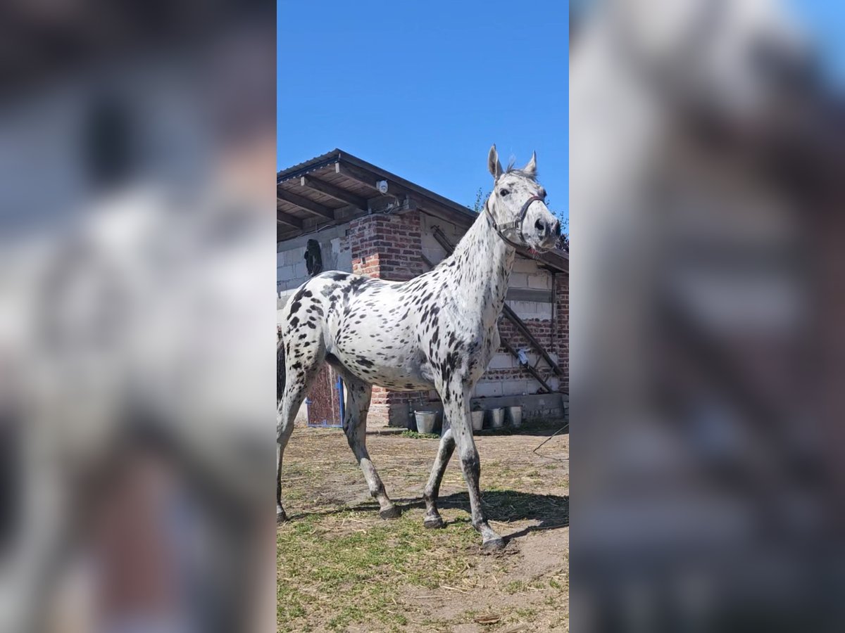 Polish Halfbred Mare 1 year 15,3 hh Leopard-Piebald in MIE&#x15A;CISKO