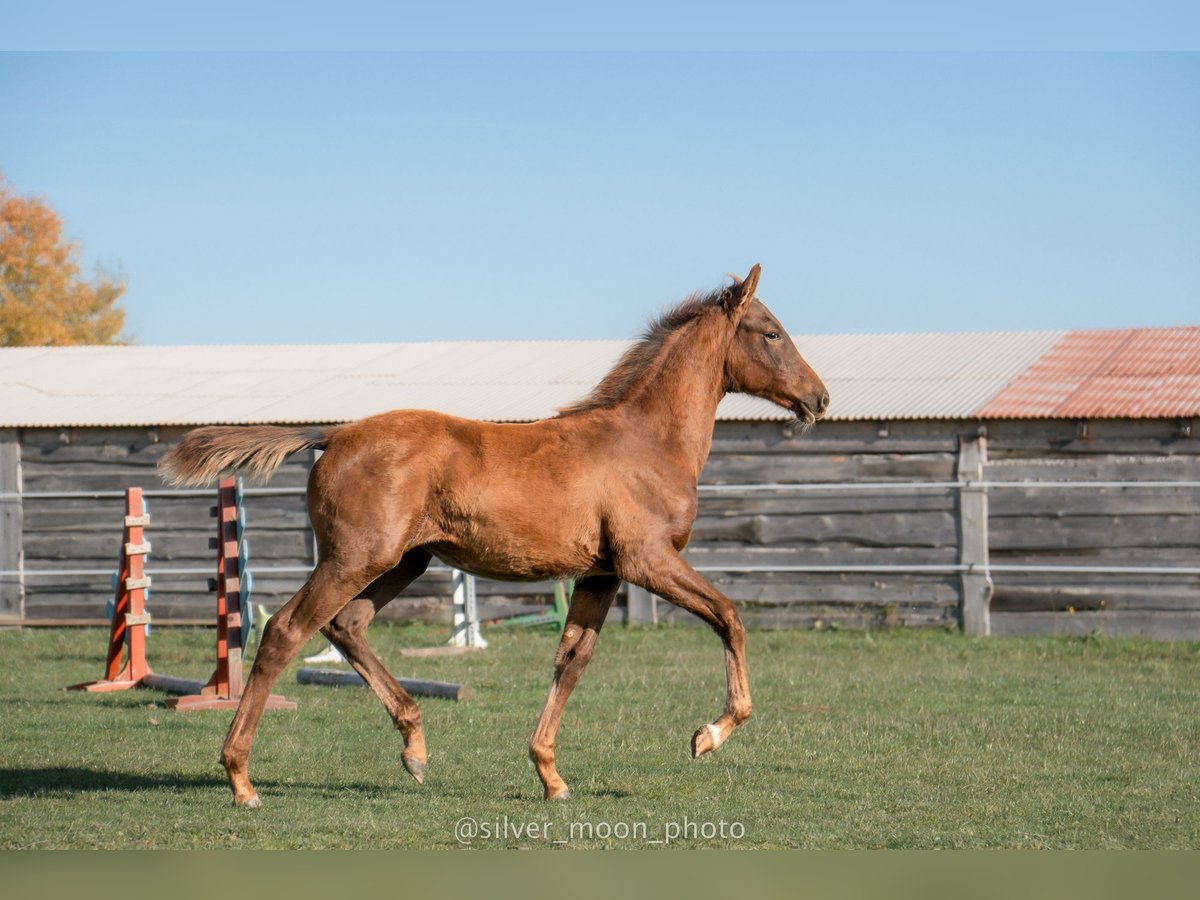 Polish Halfbred Mare 1 year 16,1 hh Chestnut-Red in Rabka-Zdrój