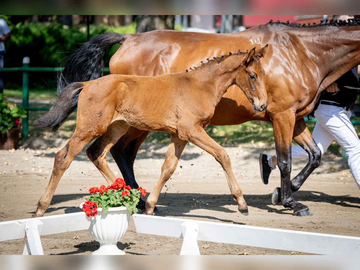 Polish Halfbred Mare 1 year 16,2 hh Bay in Dywity