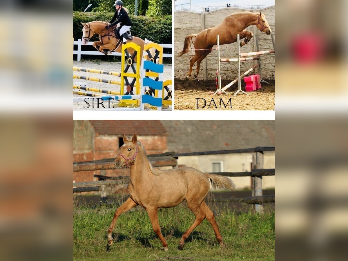 Polish Halfbred Mare 1 year 16 hh Palomino in Piecowice