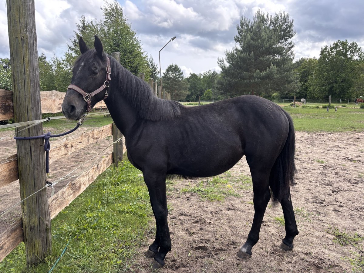 Polish Halfbred Mix Mare 1 year Gray in Trzcianka