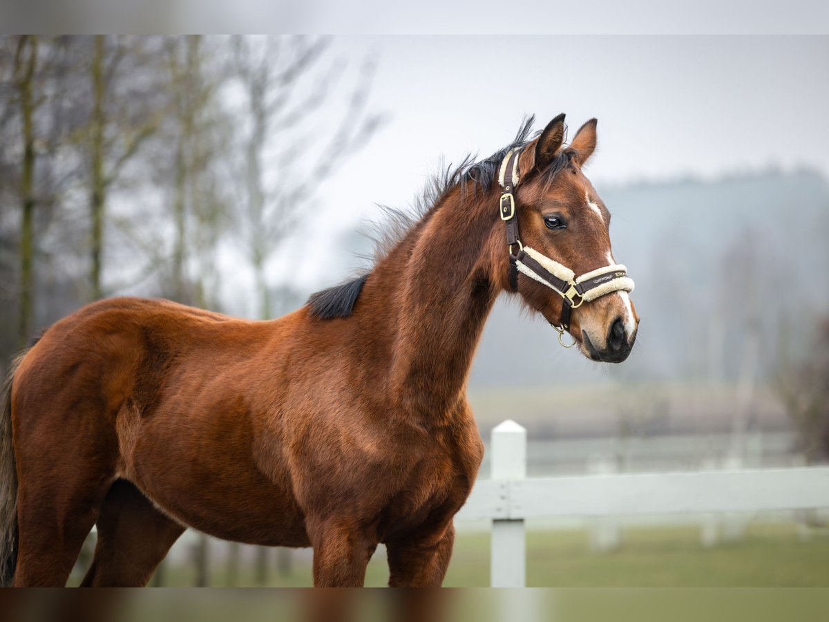 Polish Halfbred Mare 1 year in Serock