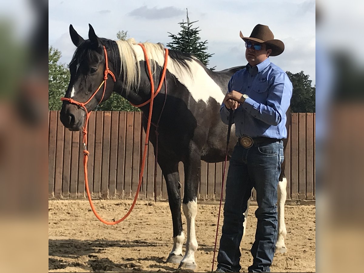 Polish Halfbred Mare 21 years 16,1 hh Pinto in Borstel