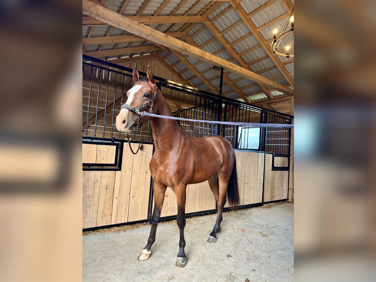 Polish Halfbred Mare 2 years 15,1 hh Brown in Tarn&#xF3;w