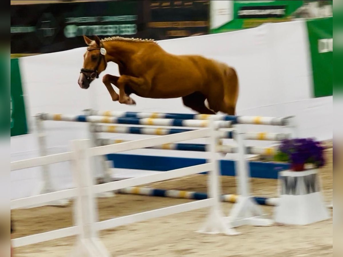 Polish Halfbred Mare 2 years 16 hh Palomino in Piecowice