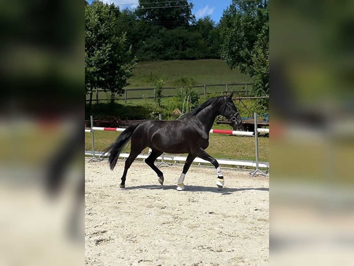 Polish Halfbred Mare 3 years 16,1 hh Black in Wałbrzych