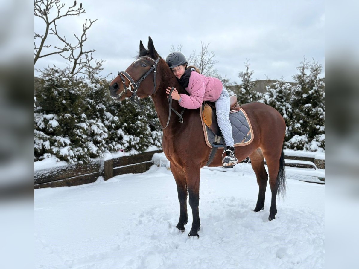 Polish Halfbred Mare 4 years 15,1 hh Bay in Görlitz