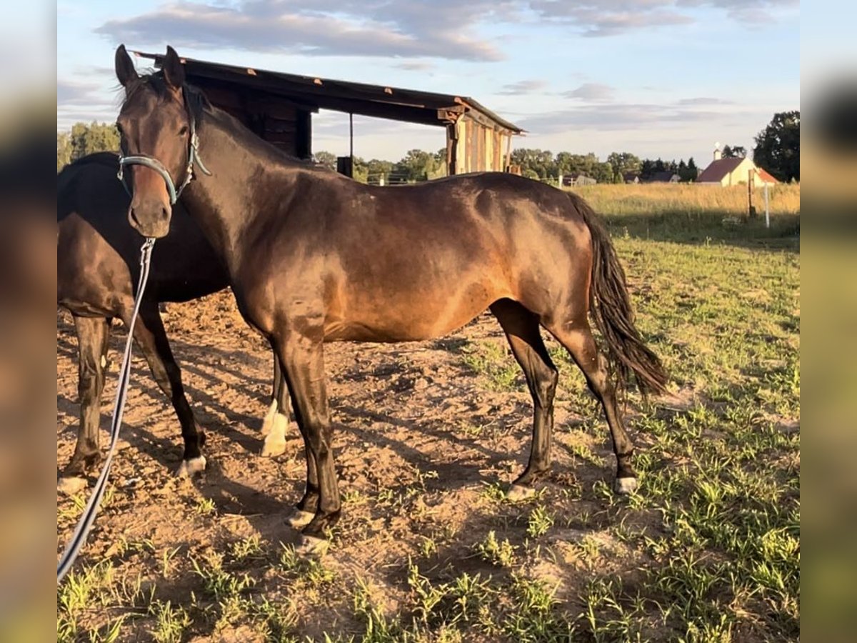 Polish Halfbred Mare 4 years 15 hh Bay-Dark in Legnica