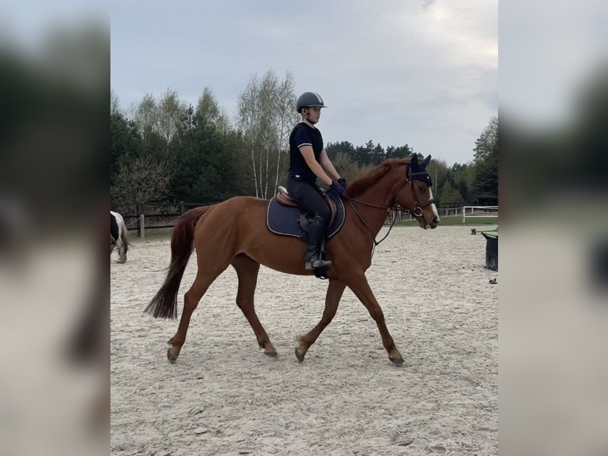 Polish Halfbred Mare 4 years 15 hh Chestnut-Red in Strzeszyn