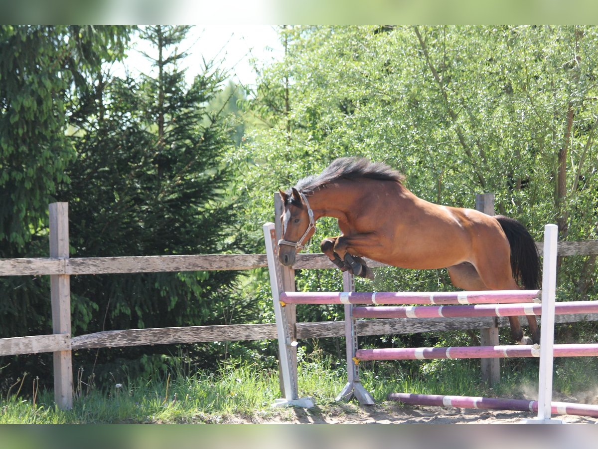 Polish Halfbred Mare 4 years 15,2 hh Bay in Gryfice