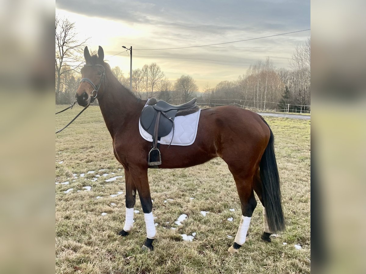 Polish Halfbred Mare 4 years 15,3 hh Brown in Studniska G&#xF3;rne
