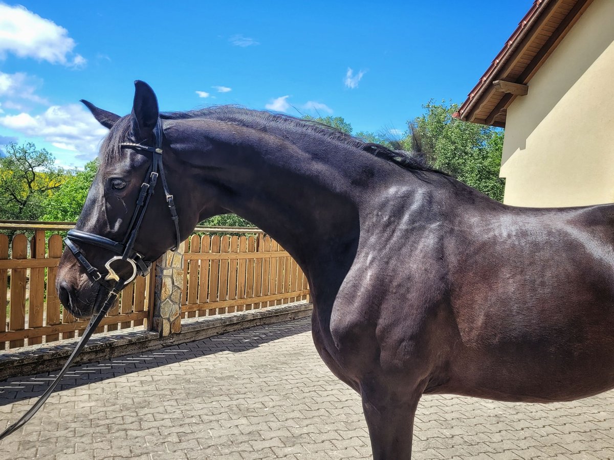 Polish Halfbred Mare 4 years 16,1 hh Bay-Dark in Stara Kamienica