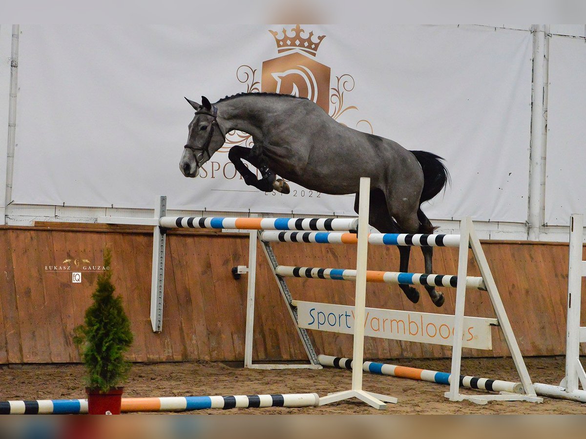 Polish Halfbred Mare 4 years 16 hh Gray in Gościmiec