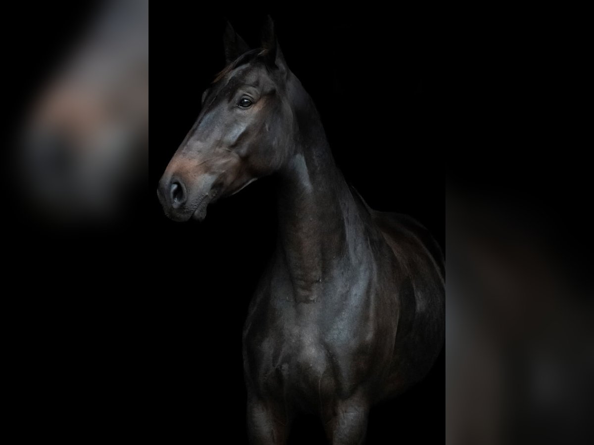 Polish Halfbred Mare 4 years 16,2 hh Bay-Dark in Oparzno Polish Halfbred Mare 4 years 16,2 hh Bay-Dark in Oparzno