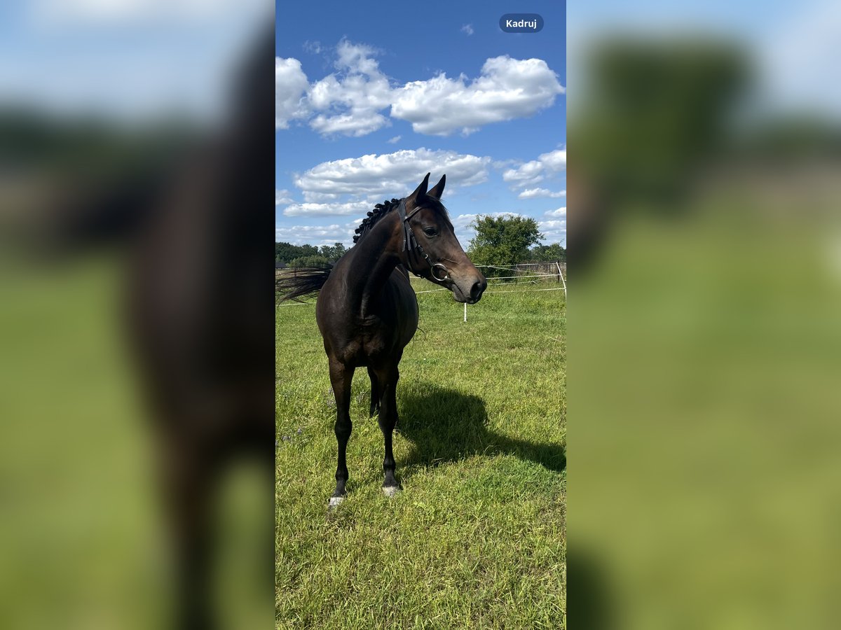 Polish Halfbred Mare 4 years in Legnica