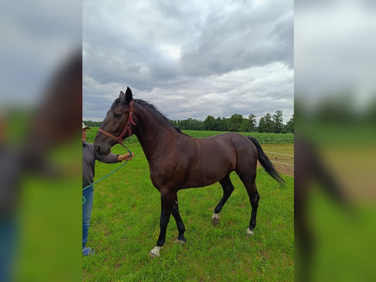 Polish Halfbred Mare 4 years Smoky-Black in Glinno