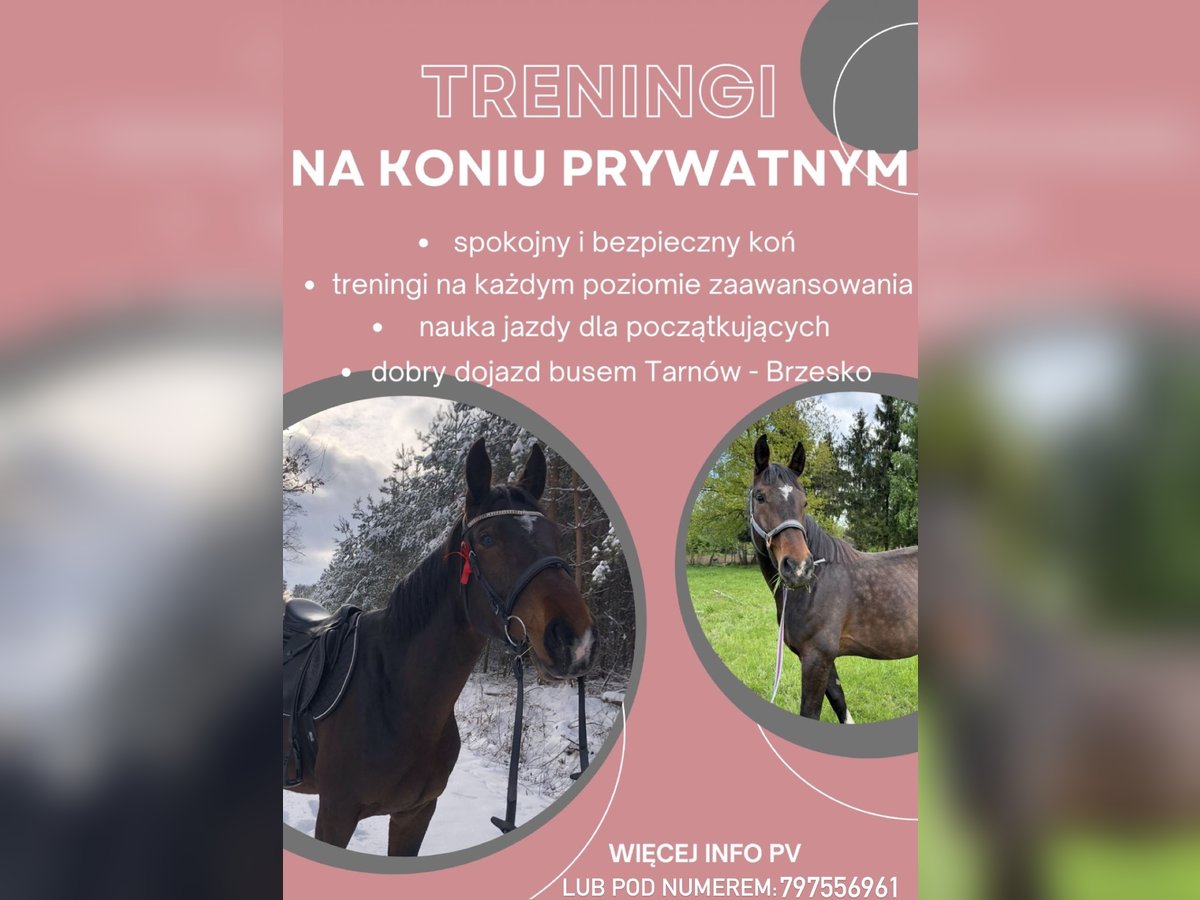 Polish Halfbred Mare 5 years 16,2 hh Bay-Dark in Tymowa