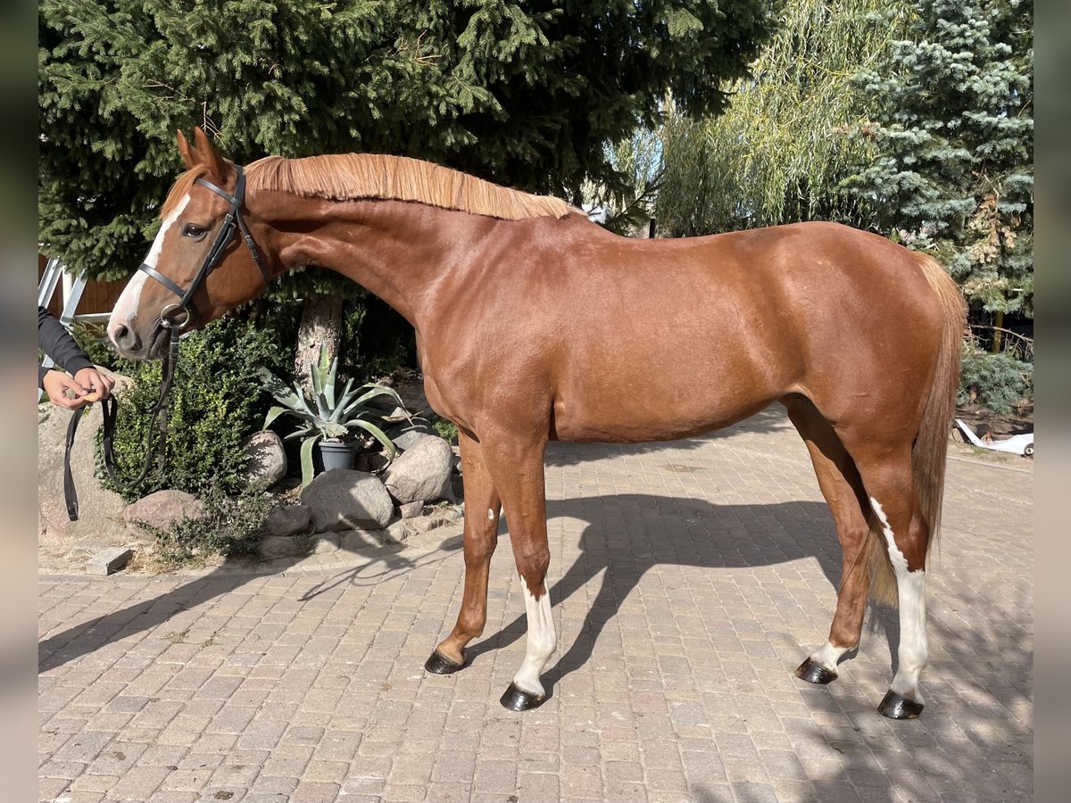 Polish Halfbred Mare 5 years 16,2 hh Chestnut-Red in Paruszka