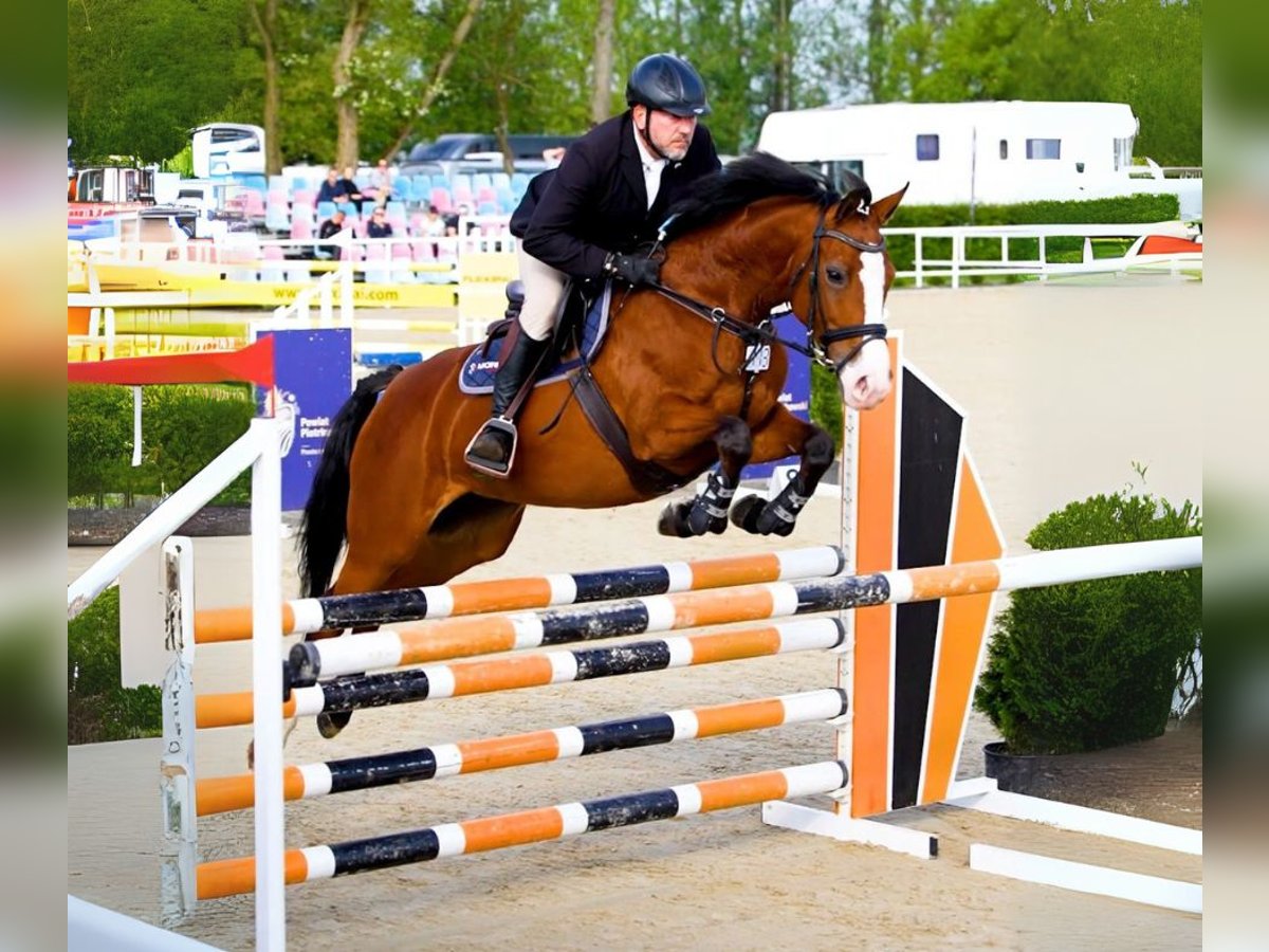 Polish Halfbred Mare 5 years 16 hh Bay in W&#x105;wa&#x142;