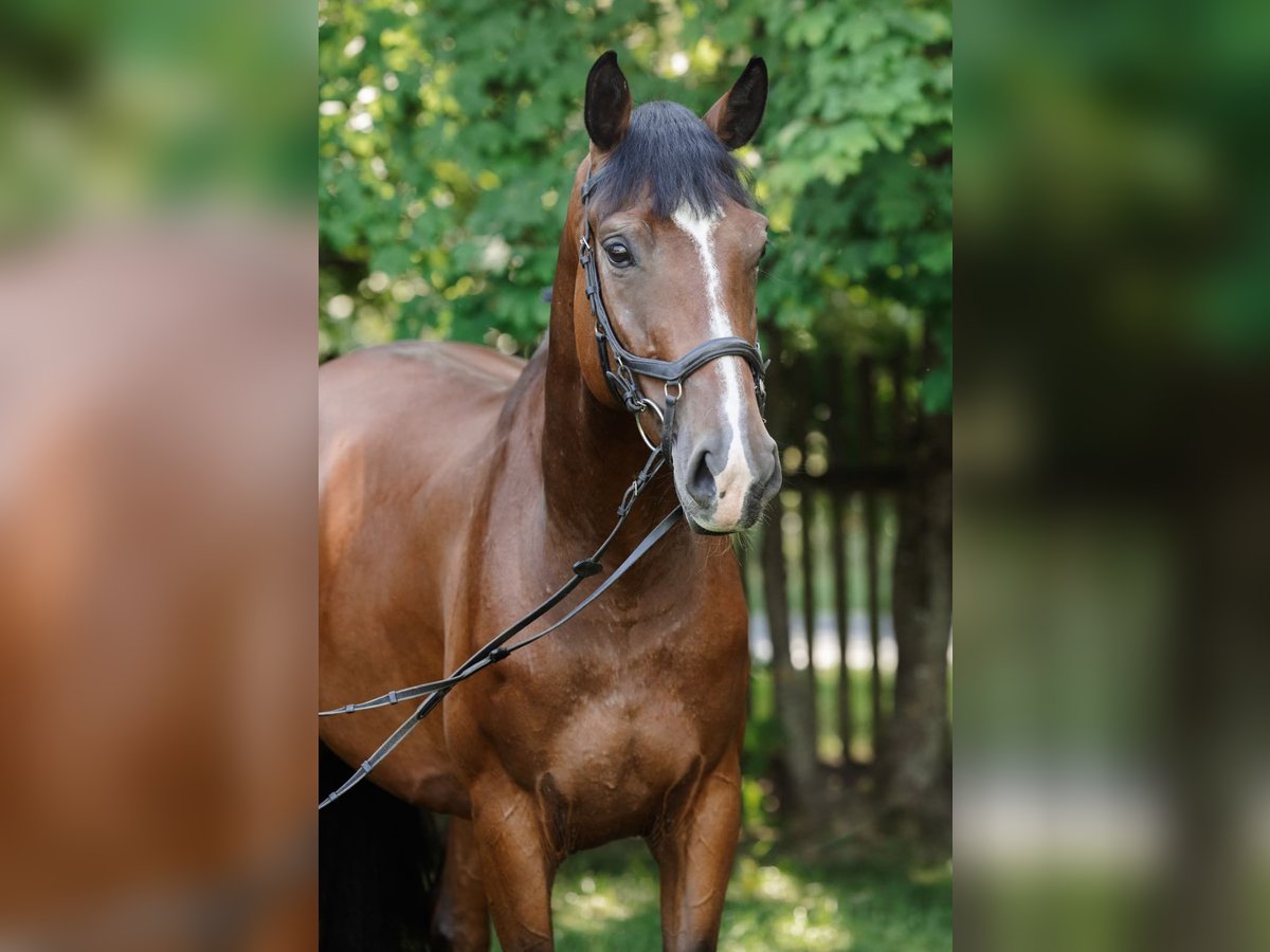 Polish Halfbred Mare 5 years 16,1 hh Bay in Chwa&#x142;owice