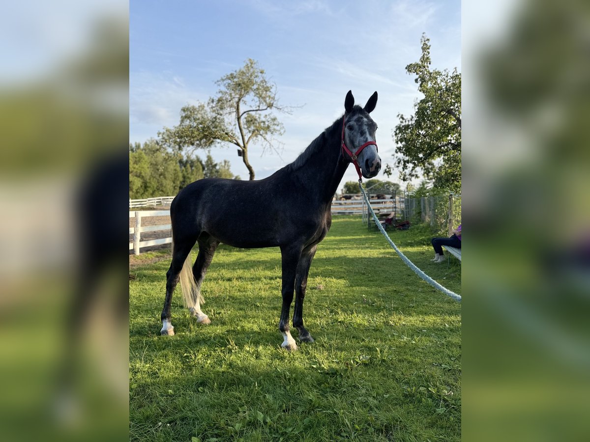 Polish Halfbred Mare 5 years 16,1 hh Grey in W&#x142;odarka