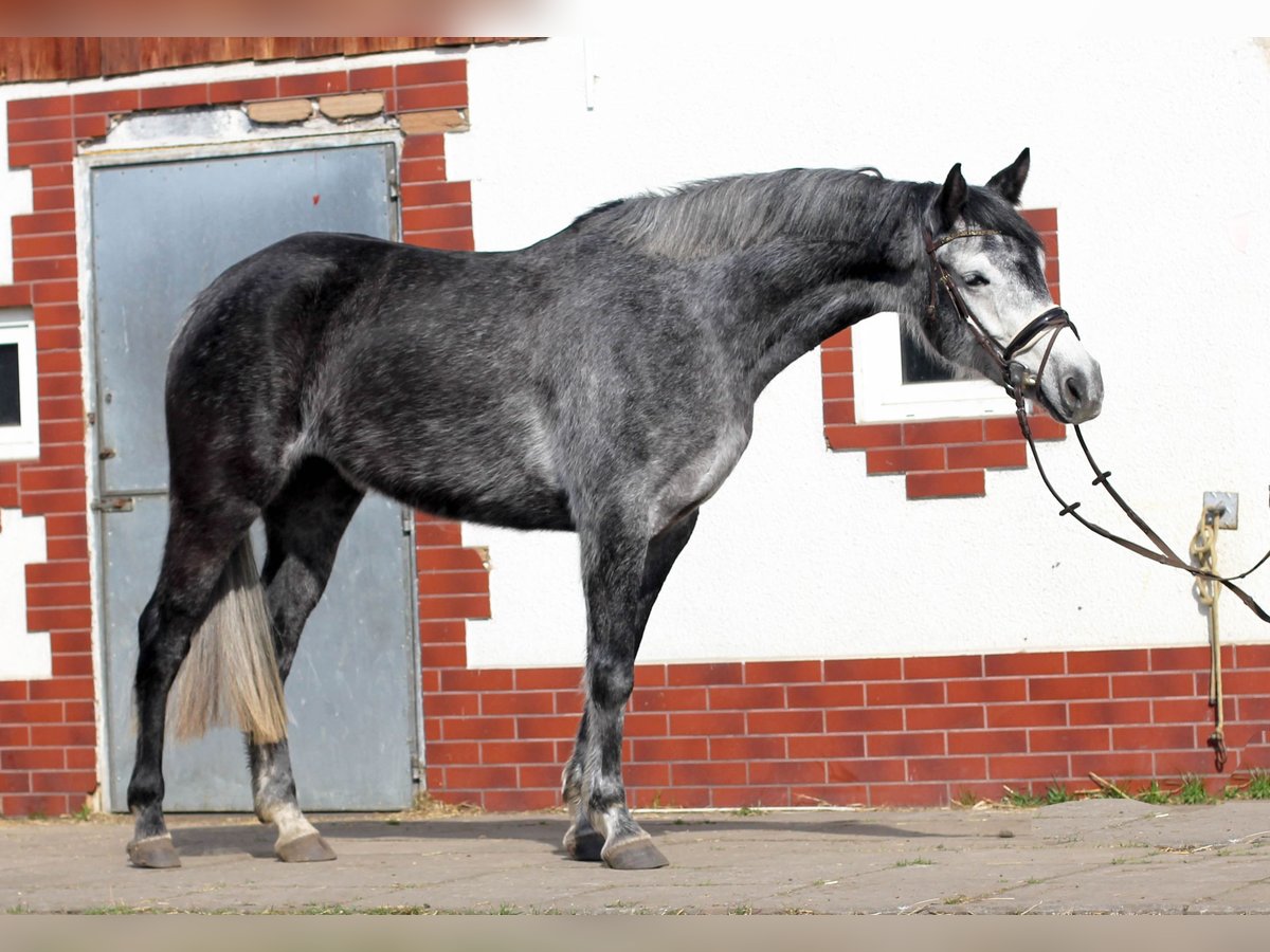 Polish Halfbred Mare 6 years 15,3 hh Gray in Imielin