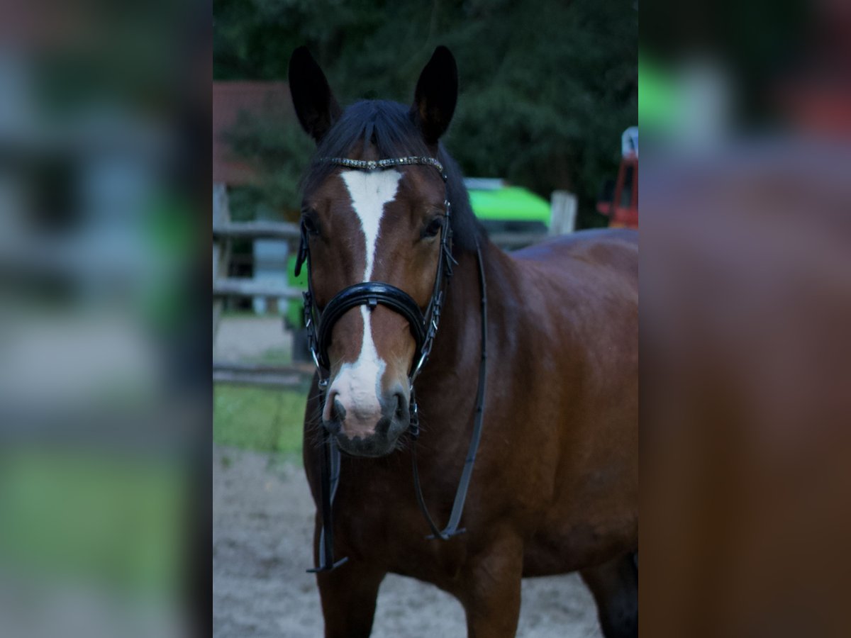Polish Halfbred Mare 6 years 15,1 hh Roan-Bay in Tarnawa