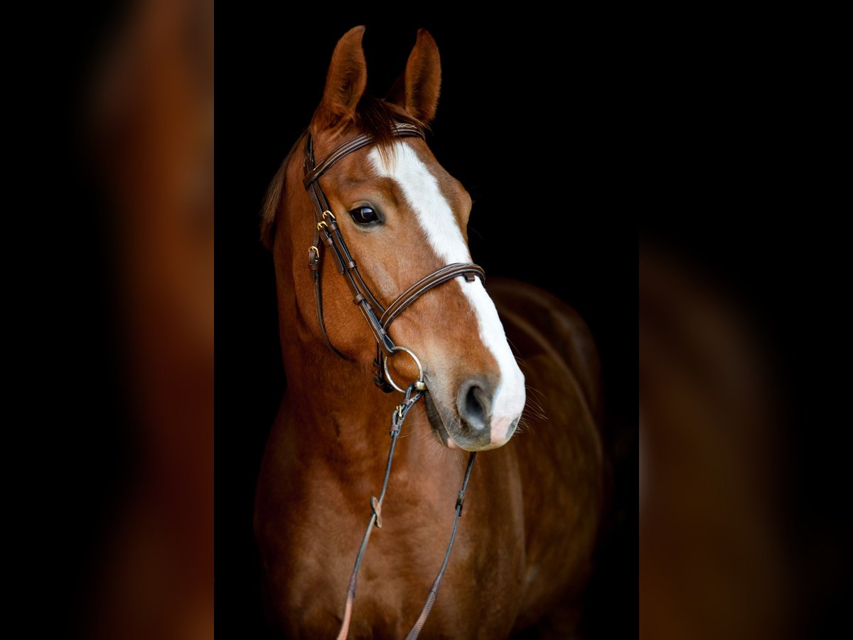 Polish Halfbred Mare 6 years 15,2 hh Chestnut-Red in Jakubowice