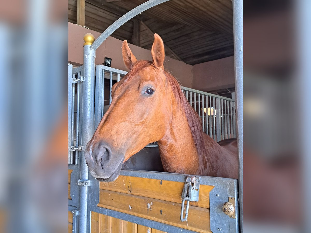 Polish Halfbred Mix Mare 6 years 16,1 hh Brown-Light in Zgierz