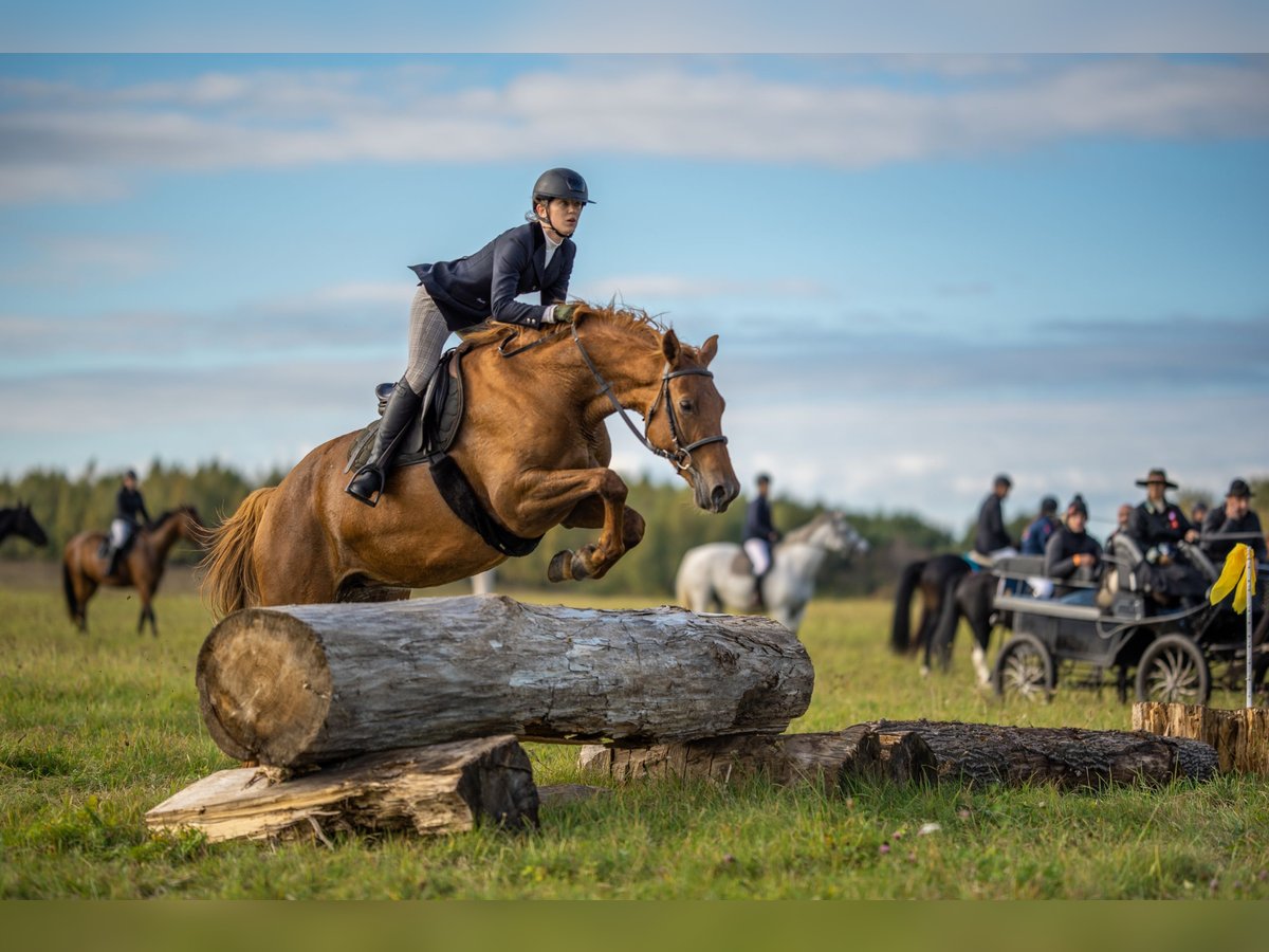 Polish Halfbred Mare 6 years 16,1 hh Chestnut-Red in Frombork