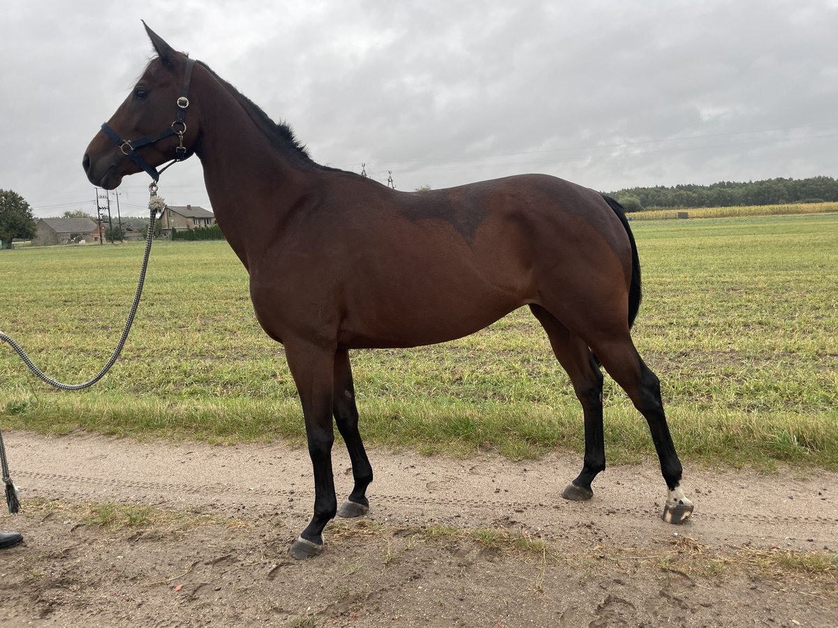 Polish Halfbred Mare 6 years 16,2 hh in Otorowo