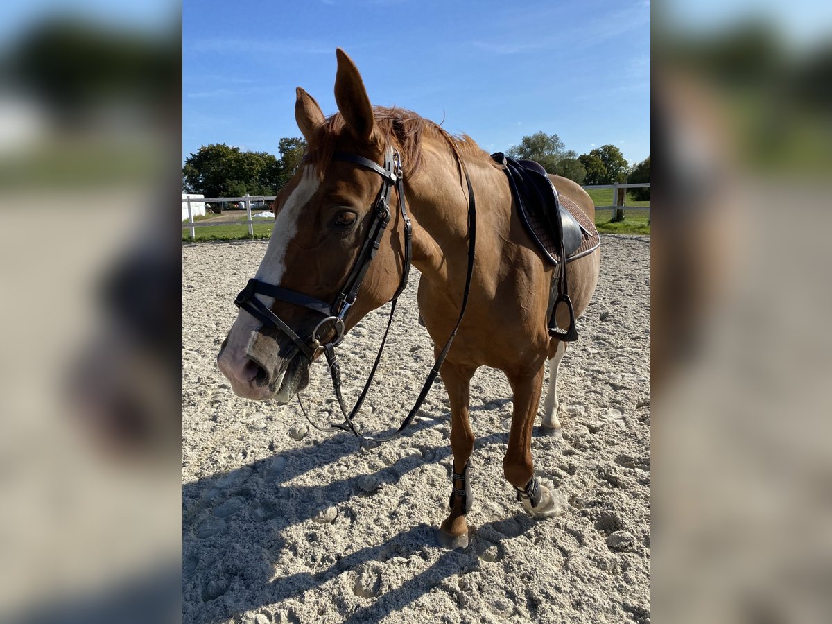 Polish Halfbred Mare 6 years 16 hh Chestnut-Red in Bezrzecze