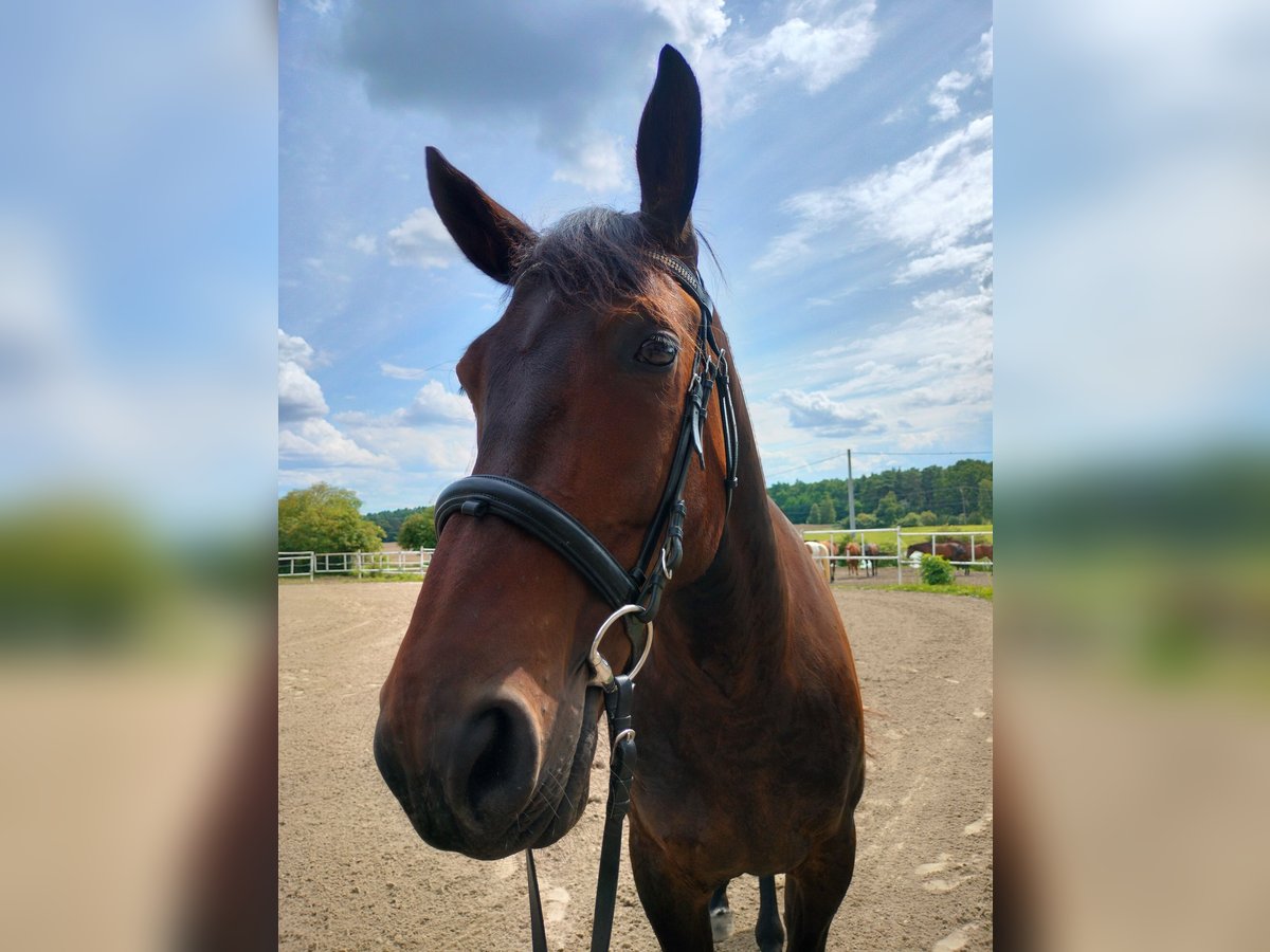 Polish Halfbred Mare 6 years 16,1 hh Smoky-Black in Malbork