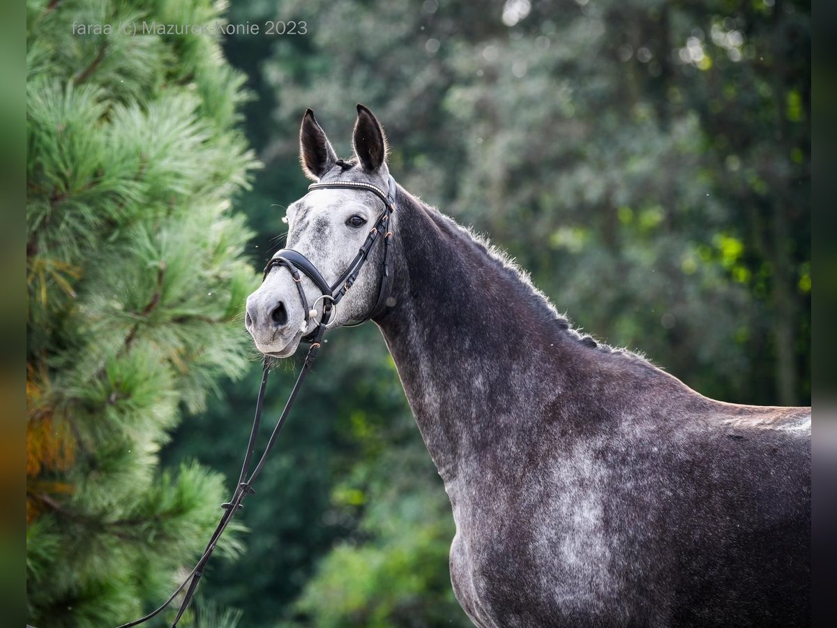 Polish Halfbred Mare 6 years 17 hh Gray in ŚWIDNICA