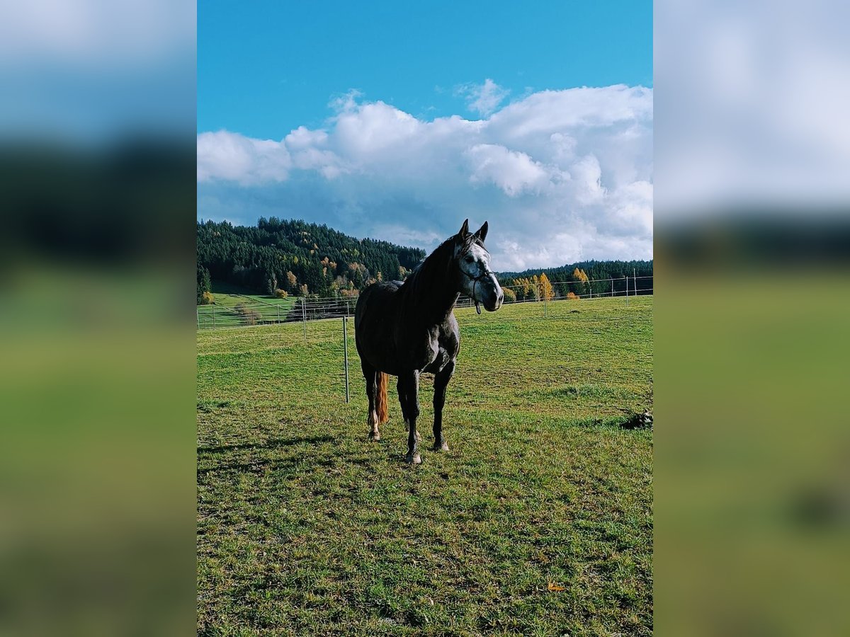 Polish Halfbred Mare 7 years 14,2 hh Black in Zwiesel